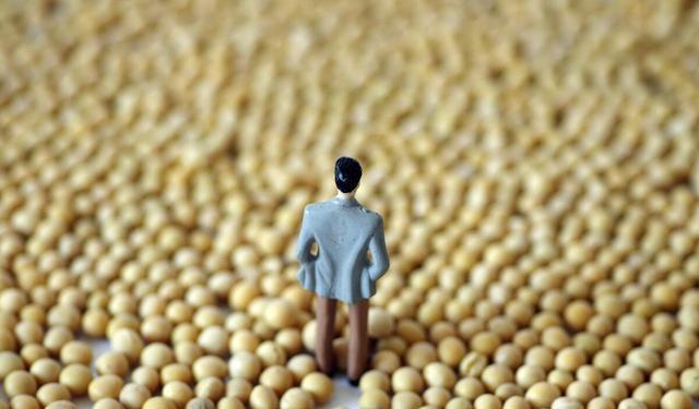国产大豆收购最新消息