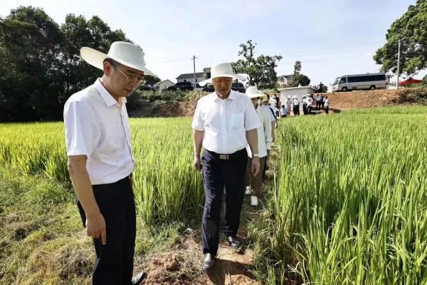 合肥市高刘镇最新消息