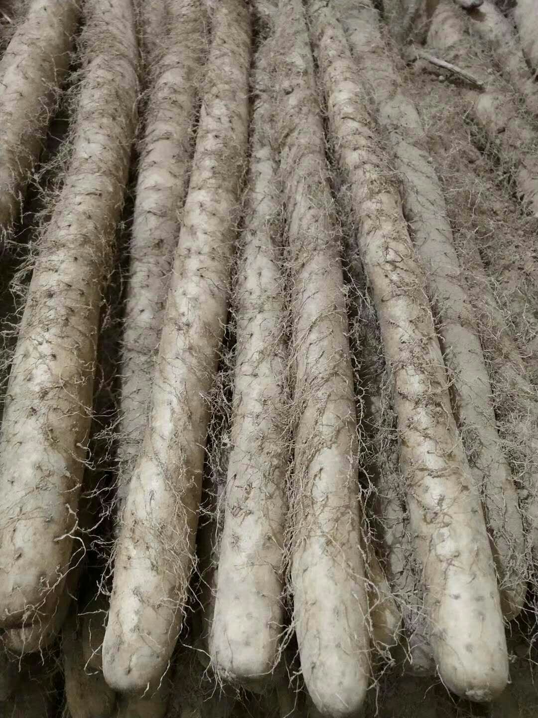 河北省麻山药最新价格